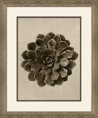  Art Forms of Nature IX 18W x 22H 8