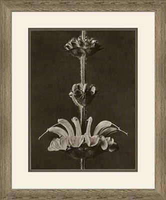  Art Forms of Nature XI 18W x 22H 8