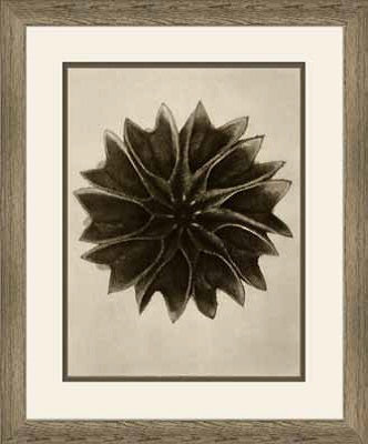  Art Forms of Nature XIV 18W x 22H 8