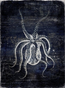 Pulpo 16W x 21H 7
