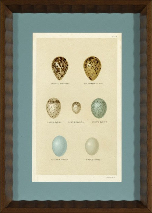  Shore Bird Egg Series IV 12 5 x 17 5 1