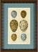  Shore Bird Egg Series V 12 5 x 17 5 1