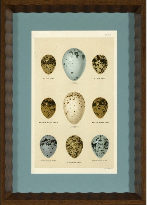  Shore Bird Egg Series VI 12 5 x 17 5 1