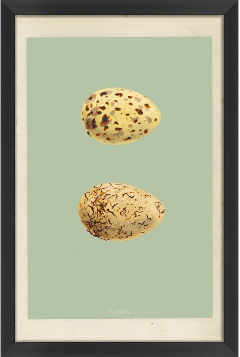  Classic Egg Study 4 16 x 24 1