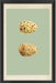  Classic Egg Study 4 16 x 24 1