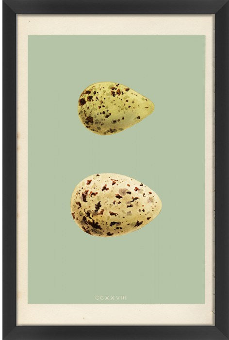  Classic Egg Study 5 16 x 24 1