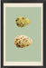  Classic Egg Study 5 16 x 24 1