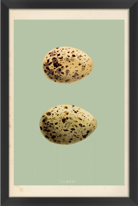  Classic Egg Study 6 16 x 24 1