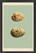  Classic Egg Study 6 16 x 24 1