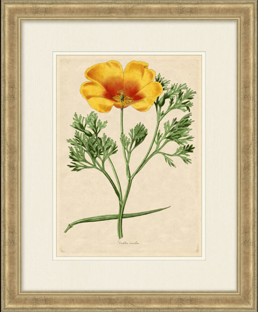  Radiant Floral 7 18 5 x 22 5 1