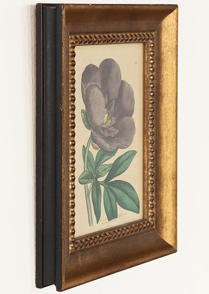 Antique Hand Colored Floral Peony Engraving 8.5W x 10.5H - Cleared Art