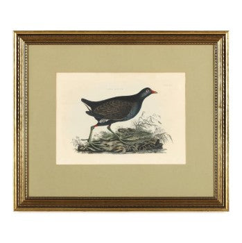 Hand Colored Lithograph of a Common Gallinule 19 c. 30.5W x 25.5H