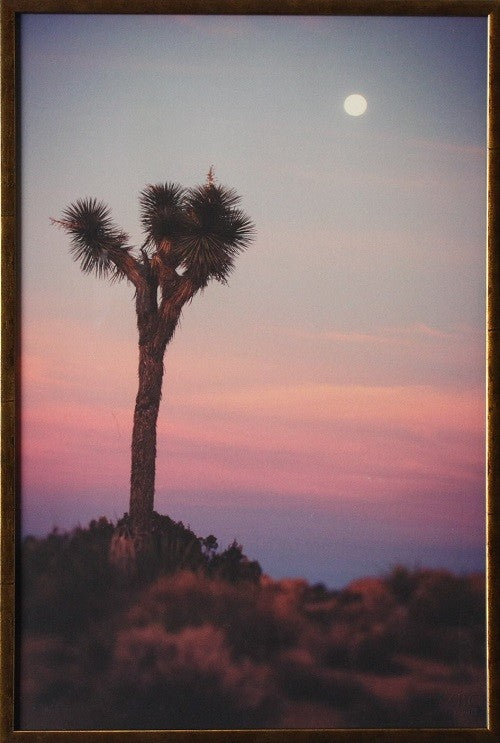 PH332 - Joshua Pink Tree Sky 17W x 25H