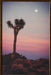 PH332 - Joshua Pink Tree Sky 17W x 25H