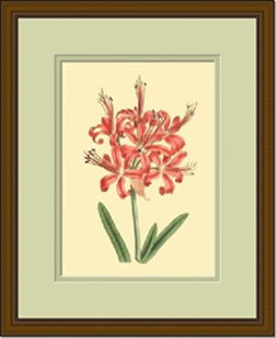 LaFleur Rouge Series