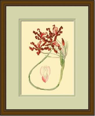 LaFleur Rouge Series