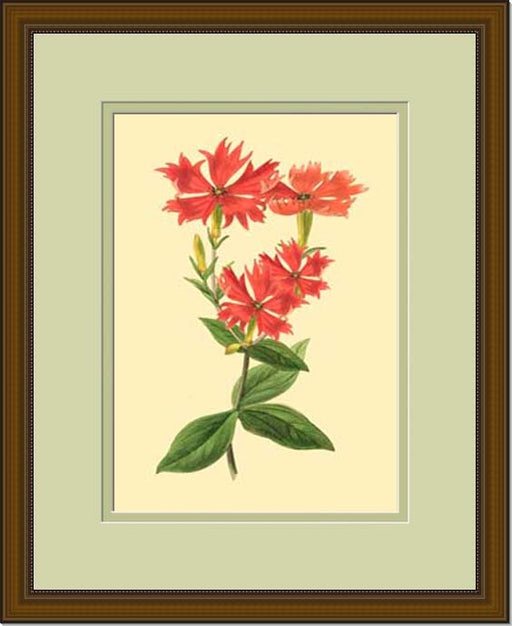 LaFleur Rouge Series