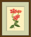 LaFleur Rouge Series