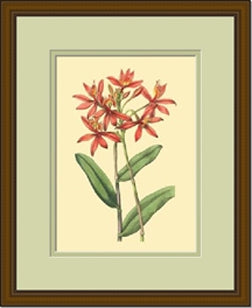 LaFleur Rouge Series