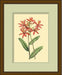 LaFleur Rouge Series