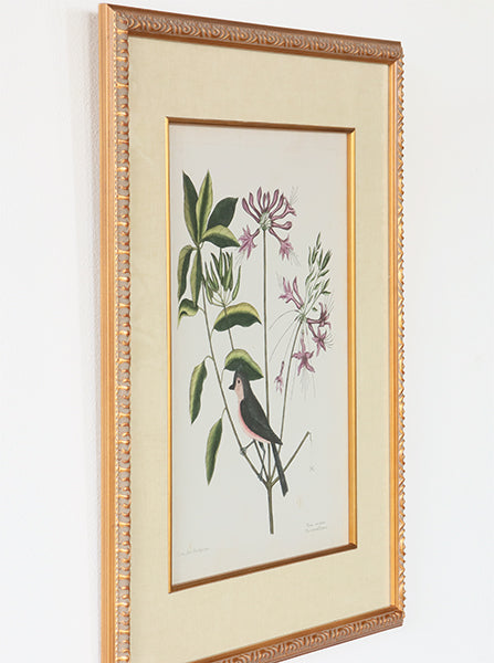 Catesby Bird & Botanical I 22W x 26H - Cleared Art