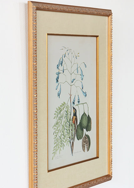Catesby Bird & Botanical II 22W x 26H - Cleared Art