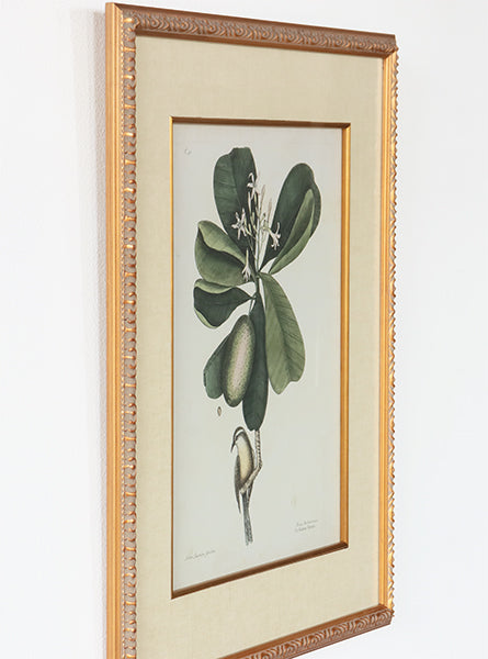 Catesby Bird & Botanical III 22W x 26H - Cleared Art
