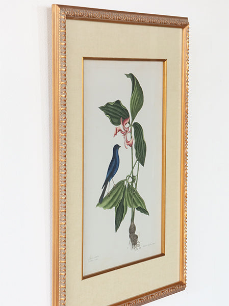 Catesby Bird & Botanical IV 22W x 26H - Cleared Art