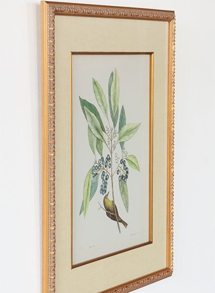 Catesby Bird & Botanical V 22W x 26H - Cleared Art
