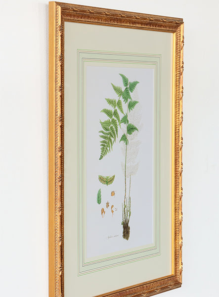 Curtis Ferns I 22W x 27.5H - Cleared Art