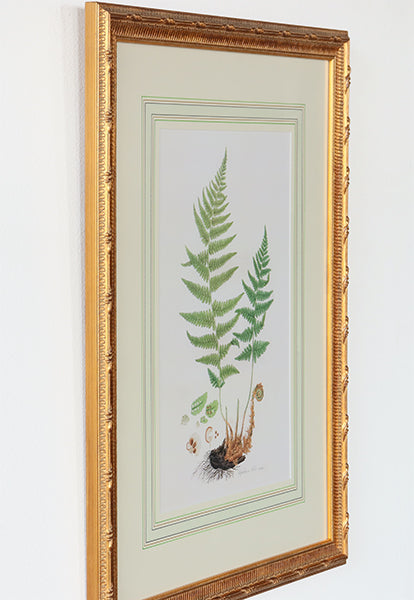 Curtis Ferns II 22W x 27.5H - Cleared Art