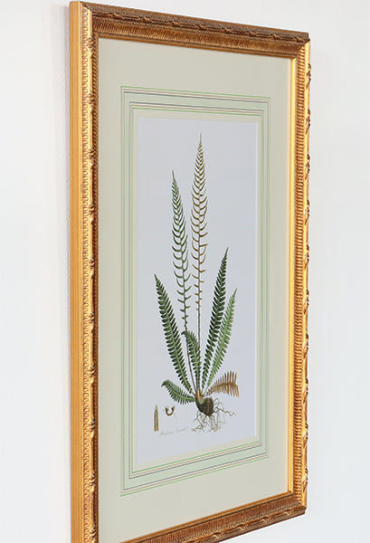 Curtis Ferns III 22W x 27.5H - Cleared Art