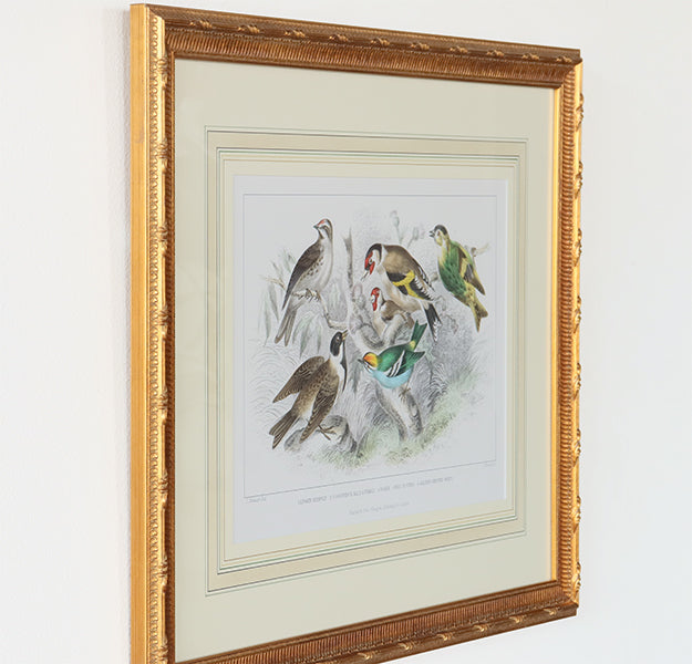 Gold Finch, Bunting & Wrens 27.25W x 22H - Cleared Art
