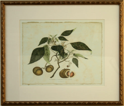 Delicate Botanical II 28W x 25H