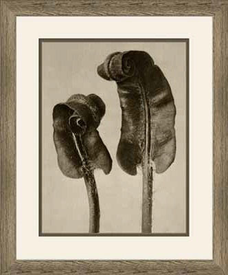Art Forms of Nature VI