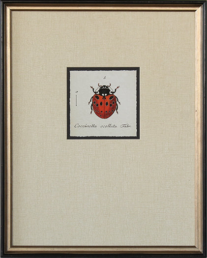 STILL649 - Lady Bug I - 15.25W x 19.25H