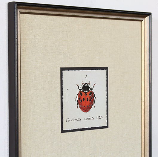 STILL649 - Lady Bug I - 15.25W x 19.25H