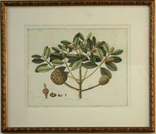 Delicate Botanical IV 28W x 25H