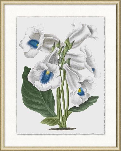 Floral Study 7 20W x 25H