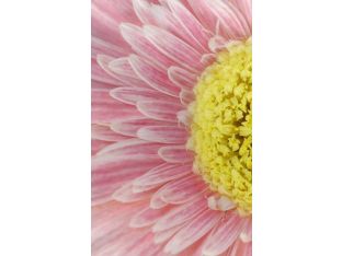 Close-up Pink Floral II 20W x 30H