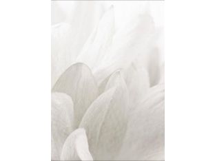 Close-up White Floral IV 20W x 30H