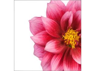 Pink Floral I 24W x 24H
