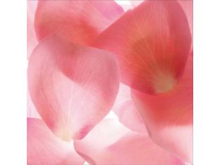 Pink Flower Petals 40W x 40H