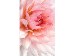 Close-up Pink Floral III 40W x 60H