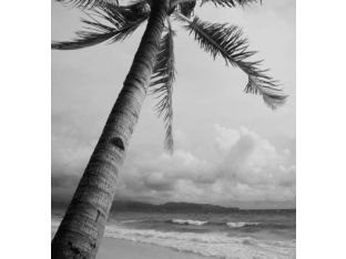Palm Tree 24W x 24H