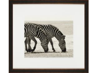 Grazing Zebras  22W x 20H
