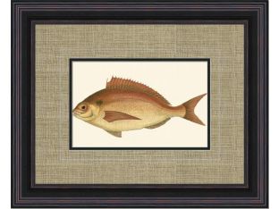 Small Antique Fish III 21W x 17H