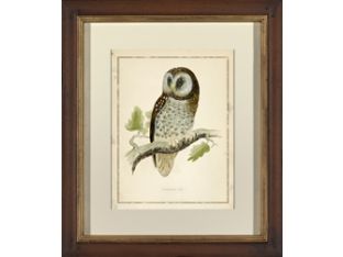 Tengmalms Owl I 25W x 29H