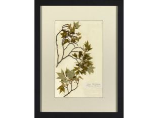 Herbarium Collection V 18W x 24H