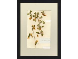 Herbarium Collection IX 18W x 24H
